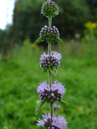Pennyroyal